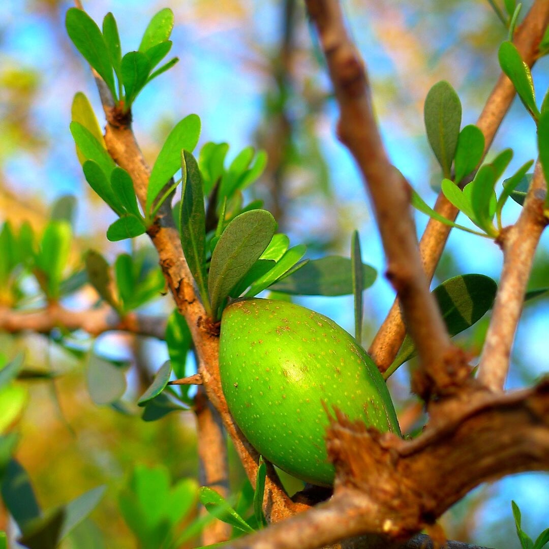 PURE ARGAN OIL - MOROCCAN BEAUTY™